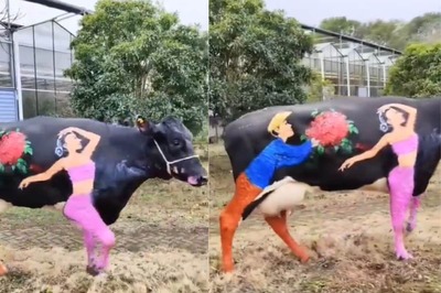 Cow Painted With Unique Valentine's Day Imagery Stirs Online Debate