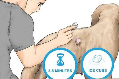 4 Easy and Painless Ways to Get Chewing Gum Out of a Dog's Hair