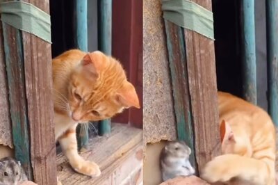 Cat And Mouse Sleeping Together Is A Tom And Jerry Moment We Always Wanted
