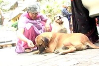 Strays may no longer dog Mumbai's lanes