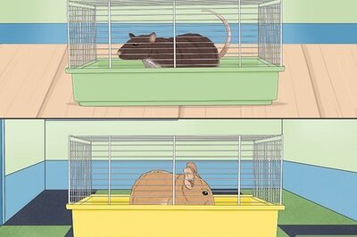 How to Introduce a New Pet Rat to Another Rat