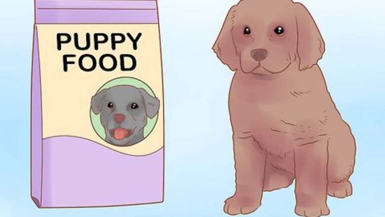 How to Raise a Newfoundland Puppy