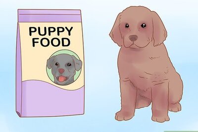 How to Raise a Newfoundland Puppy