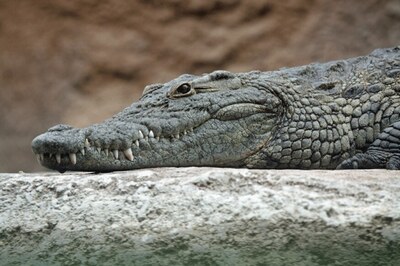 Crocodile Enters Gujarat Temple, Villagers Offer Prayers, Delay Rescue Op by Conducting Aarti