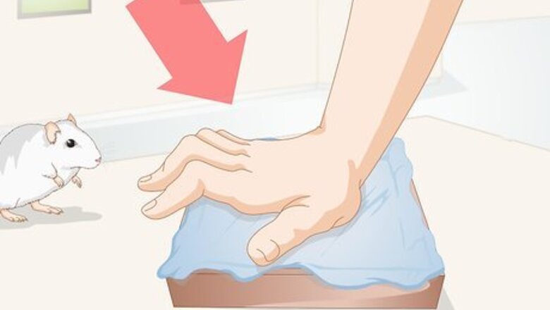 How to Socialize Pet Rats