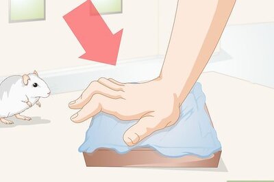 How to Socialize Pet Rats