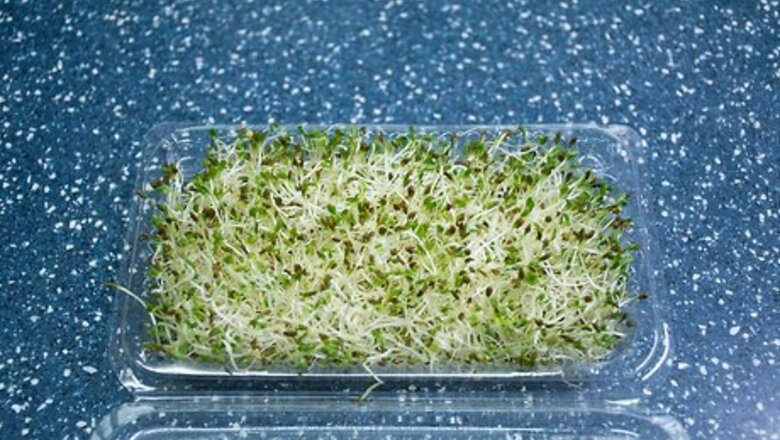 How to Eat Alfalfa Sprouts
