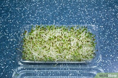How to Eat Alfalfa Sprouts