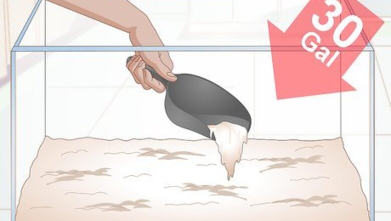 How to Breed Blue Gouramis