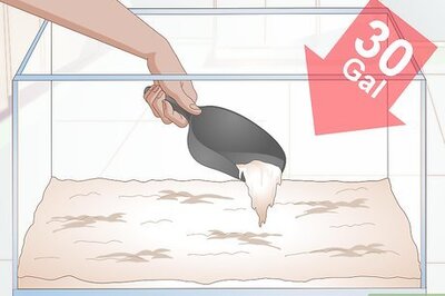 How to Breed Blue Gouramis