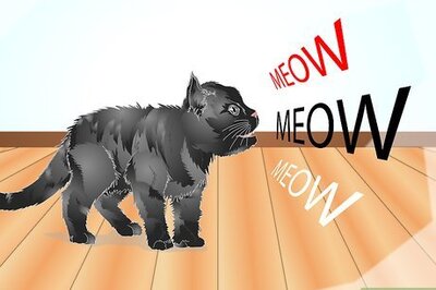 How to Teach Your Cat to Talk