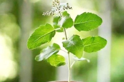 Ginger To Tulsi: 5 Common Herbs With Anti-Inflammatory Properties