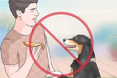 How to Handle Dog Begging for Food