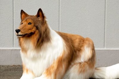 Japanese Man Who Spent Rs 12 Lakh To Become A Dog Now Wants To Transform Into Fox Or Bear