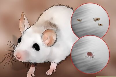 How to Get Rid of Mites on Pet Mice