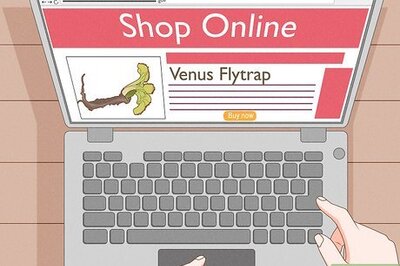 How to Grow a Venus Flytrap