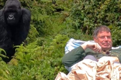 Watch: Man Fulfills His Life-Long Dream Of Meeting Wild Mountain Gorillas
