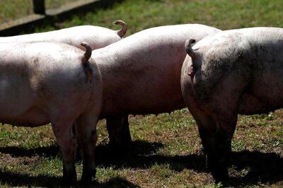 Amid Covid-19, Assam Battles African Swine Fever