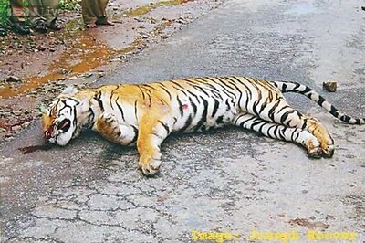 Kerala government pitches for night traffic ban on Bandipura Road to be lifted, hand of smugglers lobby likely