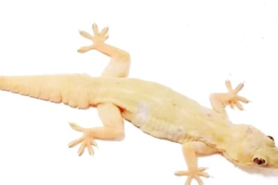 Spotting A Lizard On Diwali? Here's Why It's Considered A Sign Of Good Luck