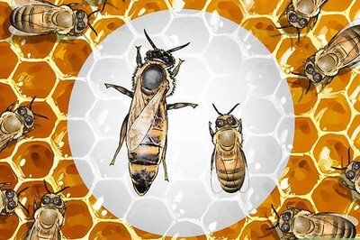 How to Identify a Queen Bee