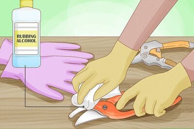 How to Prune Fuschias