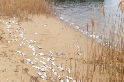 NJ Blames Bacteria For Dead Fish In Rivers, Bays Since Fall