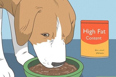 How to Help a Mother Dog Rest