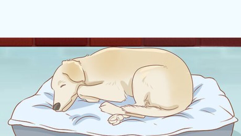 How to Treat Frostbite in Dogs