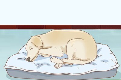 How to Treat Frostbite in Dogs