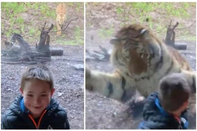 Watch: Terrifying Moment When Siberian Tiger Pounces on Boy Posing for Photos in Irish Zoo