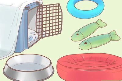 How to Travel by Car With Cats