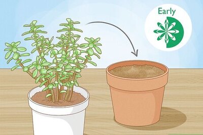 How to Transplant a Jade Plant