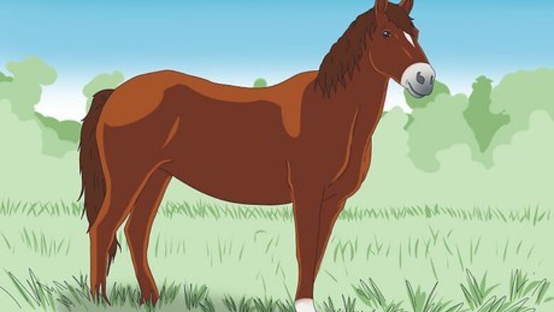 How to Choose the Right Breed of Horse for You