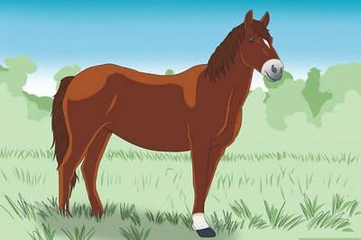 How to Choose the Right Breed of Horse for You