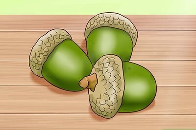 How to Use Acorns for Food