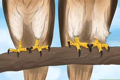 Do Hawks Mate for Life?