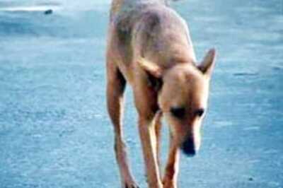 Dog in M'shtra House, probe ordered