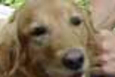 Wanted: volunteer detectives, only dogs need apply