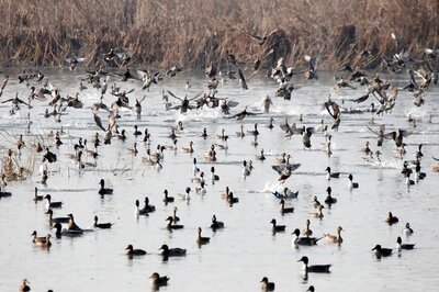 Bihar and Andhra to Step up Conservation of Migratory Birds, Will Establish Two Ringing Stations