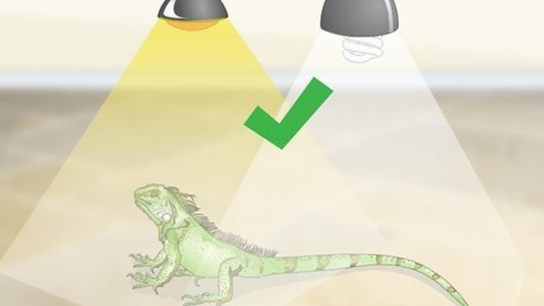 How to Care for an Iguana