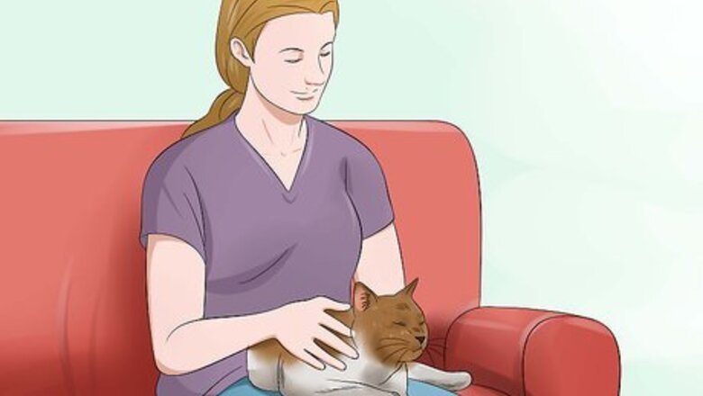How to Make an Old Cat Happy