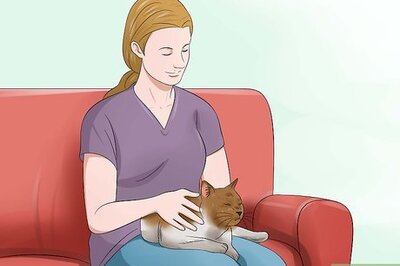 How to Make an Old Cat Happy