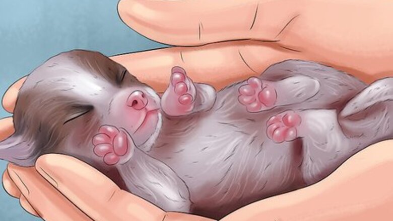 How to Track the Development of New Puppies