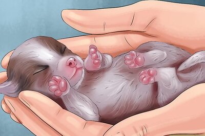 How to Track the Development of New Puppies