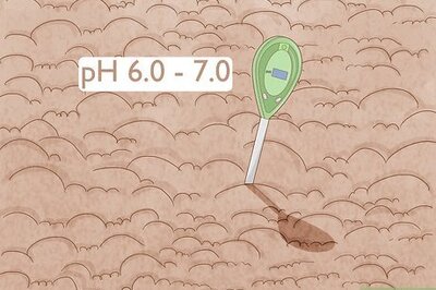 The Ultimate Guide to Starting and Growing a Clover Lawn