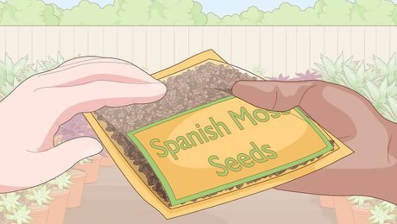 How to Grow Spanish Moss