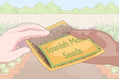 How to Grow Spanish Moss