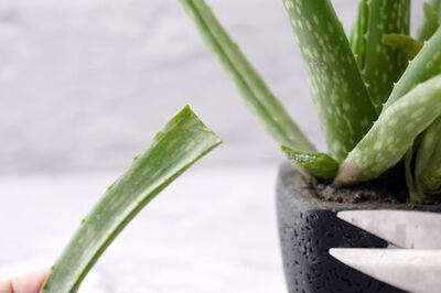 How to Easily Harvest and Prepare DIY Aloe Vera Gel at Home