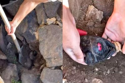 Watch: Man Discovers Snake Inside A Pouch Full Of Gold Coins